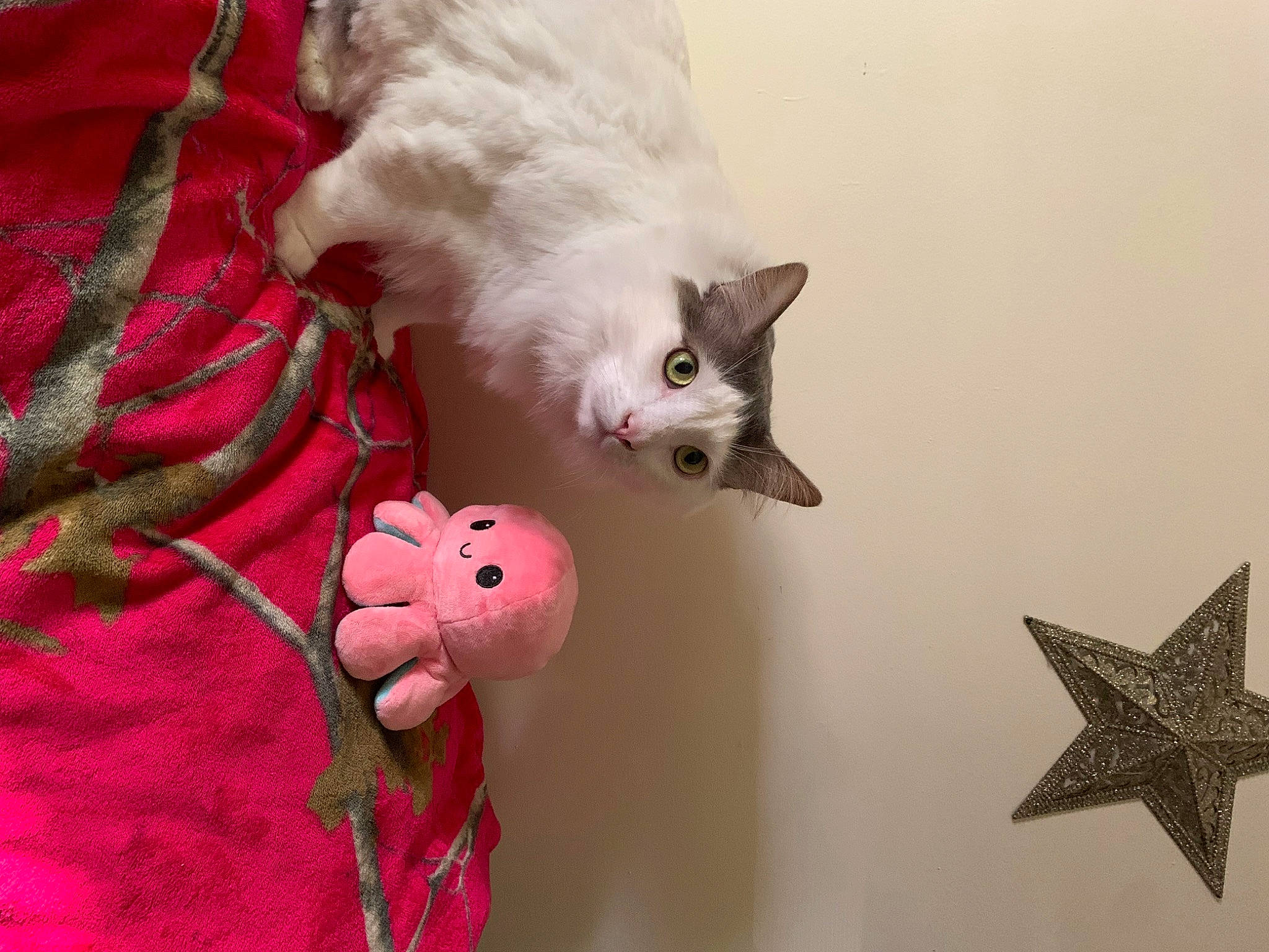 Charlie joined the competition — help win amazing prizes! carmine, carnivore, cat, claw, domestic_short_haired_cat, fawn, felidae, fur, ornament, pattern, paw, plant, small_to_medium_sized_cats, snout, tail, textile, toy, vertebrate, whiskers