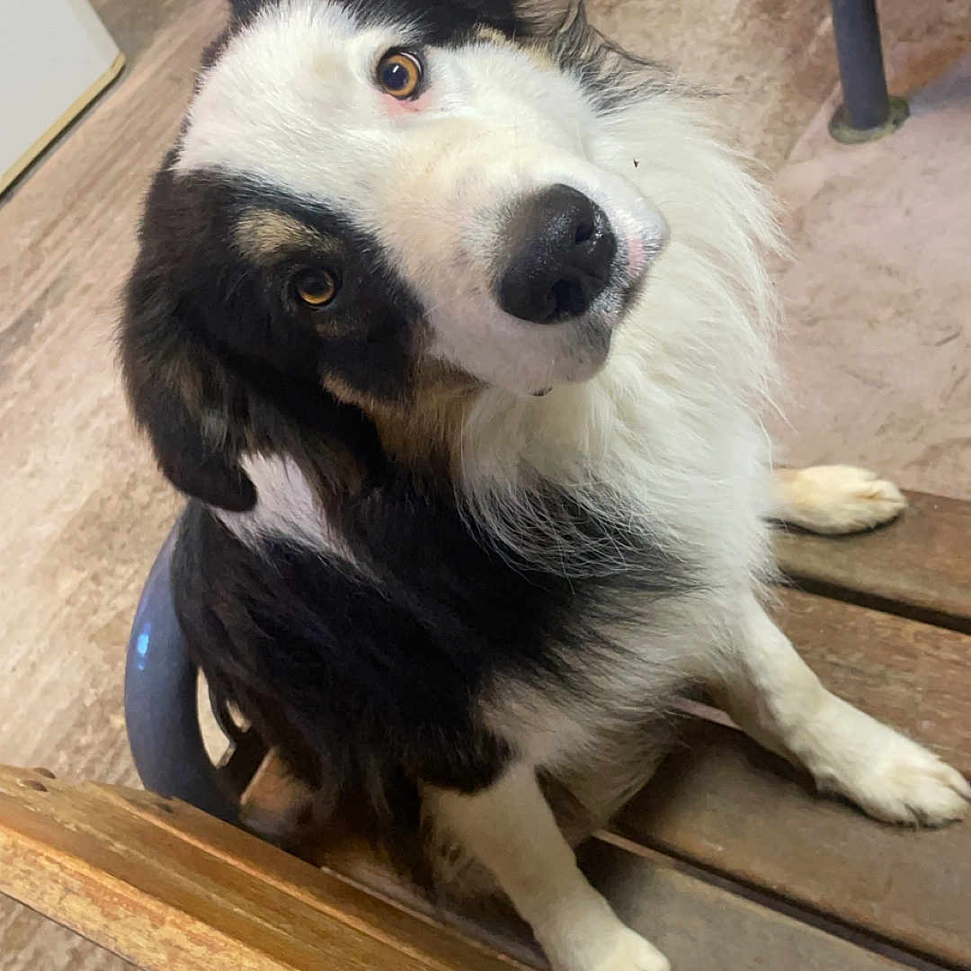 Balky a rejoint le concours — aidez-le/la à gagner de superbes lots ! animal, bench, black_and_white, brown, canine, companion, curious, cute, dog, domestic, floor, friendly, fur, head_tilt, indoor, looking_up, pet, sitting, white, wooden_furniture