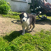 Balky participe au concours pour gagner de l'argent avec cette photo : puppy, dog, grass, garden, sunlight, house, window, flower, plant, person, chair, hanging_chair, outdoor, pet, animal, yard, shadow, curious, black_and_white, nature