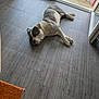 Blue participe au concours pour gagner de l'argent avec cette photo : dog, sleeping, floor, wooden_floor, indoor, open_door, pet, resting, white, gray, tongue_out, canine, animal, home, relaxed, laying_down, quiet, calm, domestic, companion
