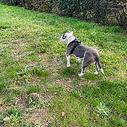 Blue a rejoint le concours — aidez-le/la à gagner de superbes lots ! dog, grass, garden, hedge, outdoor, pet, animal, canine, lawn, greenery, nature, standing, fur, black_harness, back_view, daylight, plants, leaves, small_bushes, alert