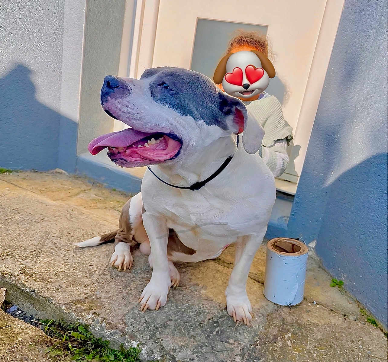 Blue a rejoint le concours — aidez-le/la à gagner de superbes lots ! dog, tongue_out, happy, sitting, concrete, child, emoji_face, outdoor, sunlight, shadow, collar, playful, curly_hair, door, wall, steps, greenery, smile, pet, cute