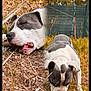 Blue participe au concours pour gagner de l'argent avec cette photo : dog, outdoor, grass, field, resting, sniffing, pet, animal, nature, daytime, fence, canine, brown, white, gray, collage, sleeping, playing, ears, nose