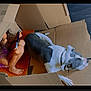 child, dog, cardboard_box, tablet, indoors, floor, curly_hair, barefoot, casual_clothing, pet, play, orange_rug, black_collar, wooden_floor, relaxation, companionship, home, comfort, sitting, curiosity
