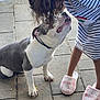 dog, child, curly_hair, striped_dress, slippers, pavement, outdoor, affection, pet, interaction, love, kneeling, closeup, paw, collar, side_view, background_water, casual, daytime, human_pet_bond
