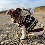 puppy, dog, sweater, hoodie, pom_pom, outdoor, rocky_ground, cute, pet, animal, fur, small_dog, brown_and_white, portrait, young_dog, nature, curious, close_up, shallow_depth_of_field, winter_clothing