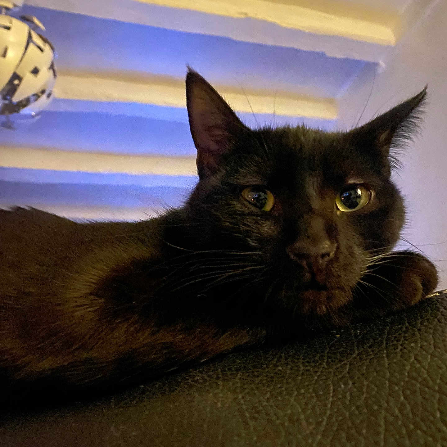 Sirius