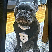 Pierre is registered to the contest to win money with this photo: animal, black_dog, canine, carpet, collar, cute, dog, domestic_animal, ears, face, french_bulldog, furniture, home, indoor, living_room, pet, portrait, sitting, tuxedo, wooden_floor