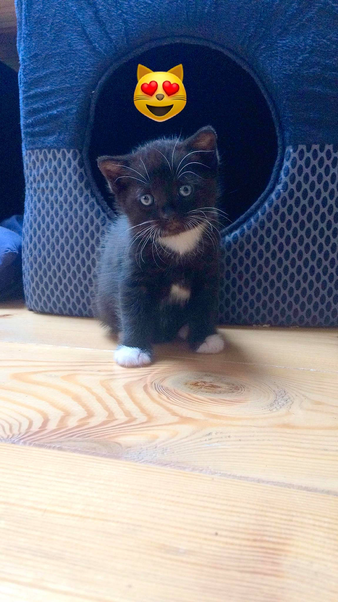 Chaplin participe au concours pour gagner de l'argent avec cette photo : black_cat, bombay, carnivoran, cat, cat_like_mammal, chartreux, dog_breed, kitten, korat, mammal, puppy, small_to_medium_sized_cats, whiskers