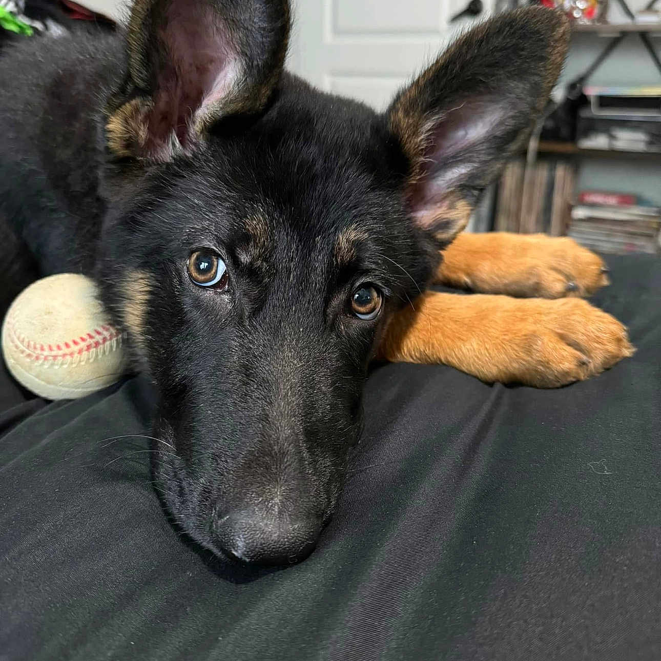 Stitch joined the competition — help win amazing prizes! animal, baseball, bed, black_fur, brown_fur, close_up, cute, dog, ears, eyes, face, fur, german_shepherd, indoor, lying_down, paws, pet, puppy, resting, young_dog