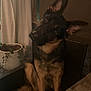 Stitch is registered to the contest to win money with this photo: dog, german_shepherd, pet, animal, chair, indoor, plant, curtain, wooden_table, cushion, ears, portrait, sitting, brown, black, furniture, domestic, curious, head_tilt, companion