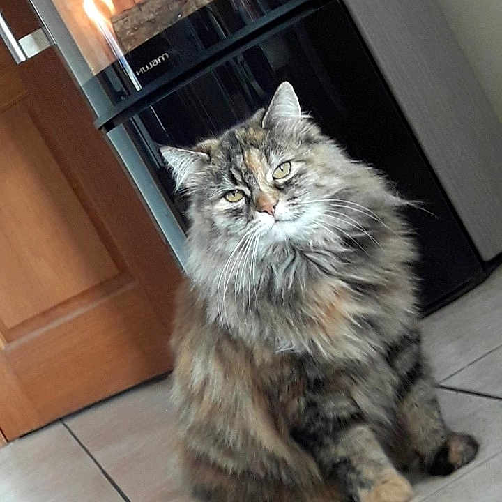 Claude Outrey a rejoint le concours — aidez-le/la à gagner de superbes lots ! animal, appliance, architecture, building, cat, couch, device, electricaldevice, fire, fireplace, furniture, hearth, indoors, interiordesign, kitten, livingroom, manx, oven, pet, table