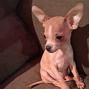 Paddington is registered to the contest to win money with this photo: animal, brown_couch, chihuahua, companion, cozy, cute, dog, domestic_animal, ears, fur, home, indoor, looking_away, pet, portrait, puppy, shadow, sitting, small_dog, young