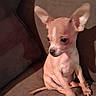 animal, brown_couch, chihuahua, companion, cozy, cute, dog, domestic_animal, ears, fur, home, indoor, looking_away, pet, portrait, puppy, shadow, sitting, small_dog, young