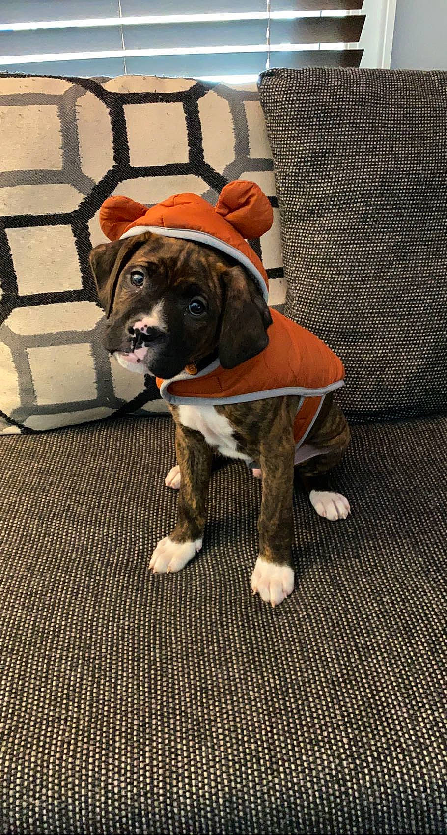 Kodak joined the competition — help win amazing prizes! ball, canidae, carnivore, chair, collar, companion_dog, dog, dog_breed, dog_clothes, dog_collar, dog_supply, fawn, flooring, fur, hat, leash, pet_supply, snout, sporting_group, working_animal