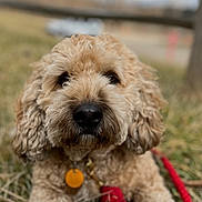 Winston is registered to the contest to win money with this photo: dog, grass, leash, outdoor, pet, fence, closeup, brown, curly_hair, canine, collar, tag, nature, animal, portrait, daytime, field, cute, fluffy, resting