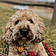 Winston