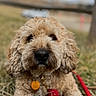 dog, grass, leash, outdoor, pet, fence, closeup, brown, curly_hair, canine, collar, tag, nature, animal, portrait, daytime, field, cute, fluffy, resting