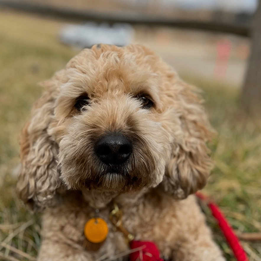 Winston