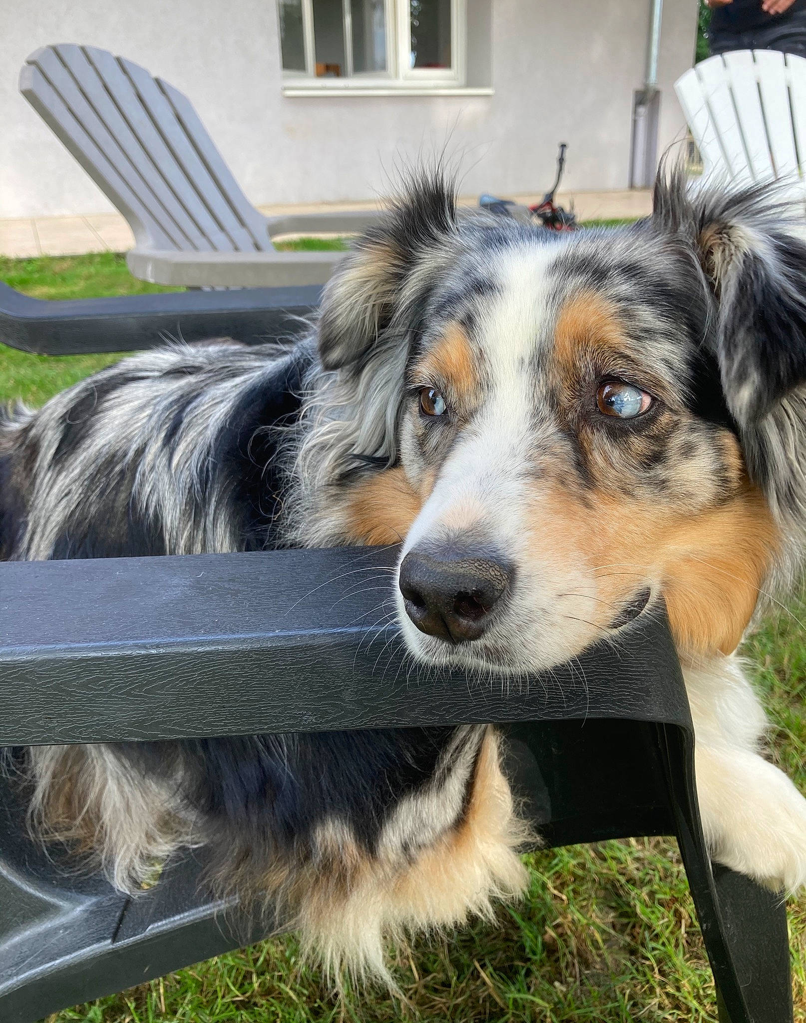 Jessy Lou participe au concours pour gagner de l'argent avec cette photo : australian_collie, australian_shepherd, border_collie, canidae, carnivore, collie, companion_dog, dog, dog_breed, english_shepherd, herding_dog, mammal, rare_breed_dog, shetland_sheepdog, smooth_collie, snout, sporting_group, vertebrate, welsh_sheepdog, working_dog