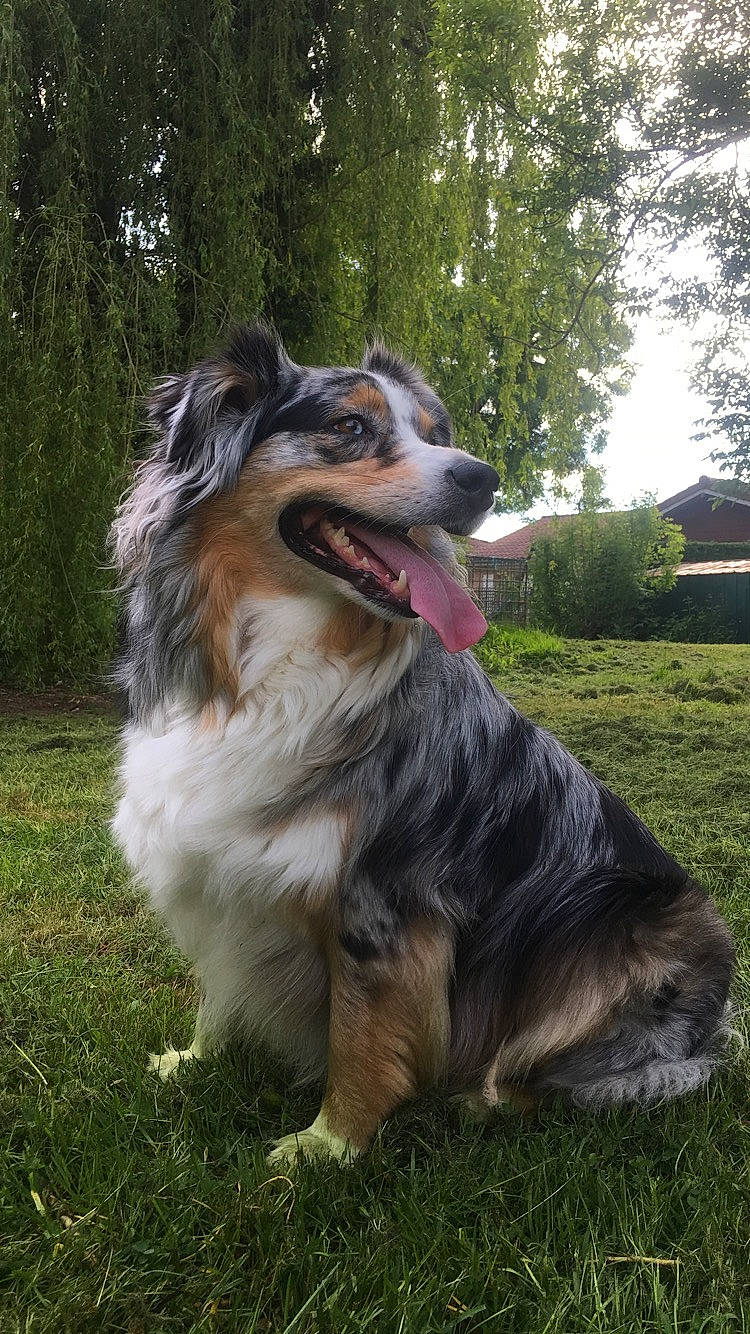 Jessy Lou a rejoint le concours — aidez-le/la à gagner de superbes lots ! australian_collie, australian_shepherd, border_collie, canidae, carnivore, collie, companion_dog, dog, dog_breed, english_shepherd, grass, herding_dog, mammal, miniature_australian_shepherd, rare_breed_dog, scotch_collie, shetland_sheepdog, sporting_group, vertebrate, working_dog
