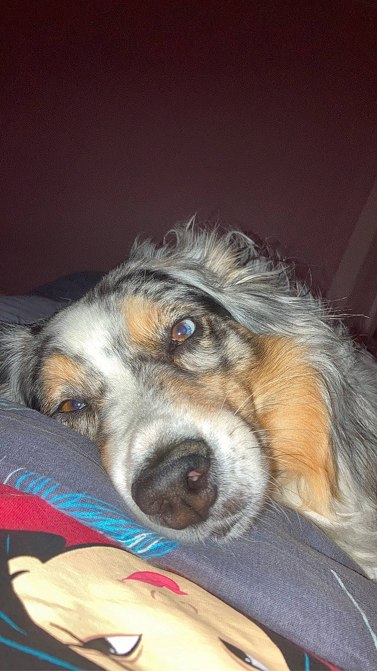 Jessy Lou a rejoint le concours — aidez-le/la à gagner de superbes lots ! australian_shepherd, canidae, carnivore, companion_dog, dog, dog_breed, english_shepherd, fur, longhaired_whippet, lurcher, mammal, miniature_australian_shepherd, nose, puppy, rare_breed_dog, silken_windhound, snout, welsh_sheepdog, whiskers