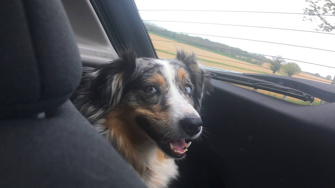 Jessy Lou participe au concours pour gagner de l'argent avec cette photo : australian_collie, australian_shepherd, border_collie, canidae, carnivore, collie, companion_dog, dog, dog_breed, english_shepherd, mammal, scotch_collie, shetland_sheepdog, snout, sporting_group