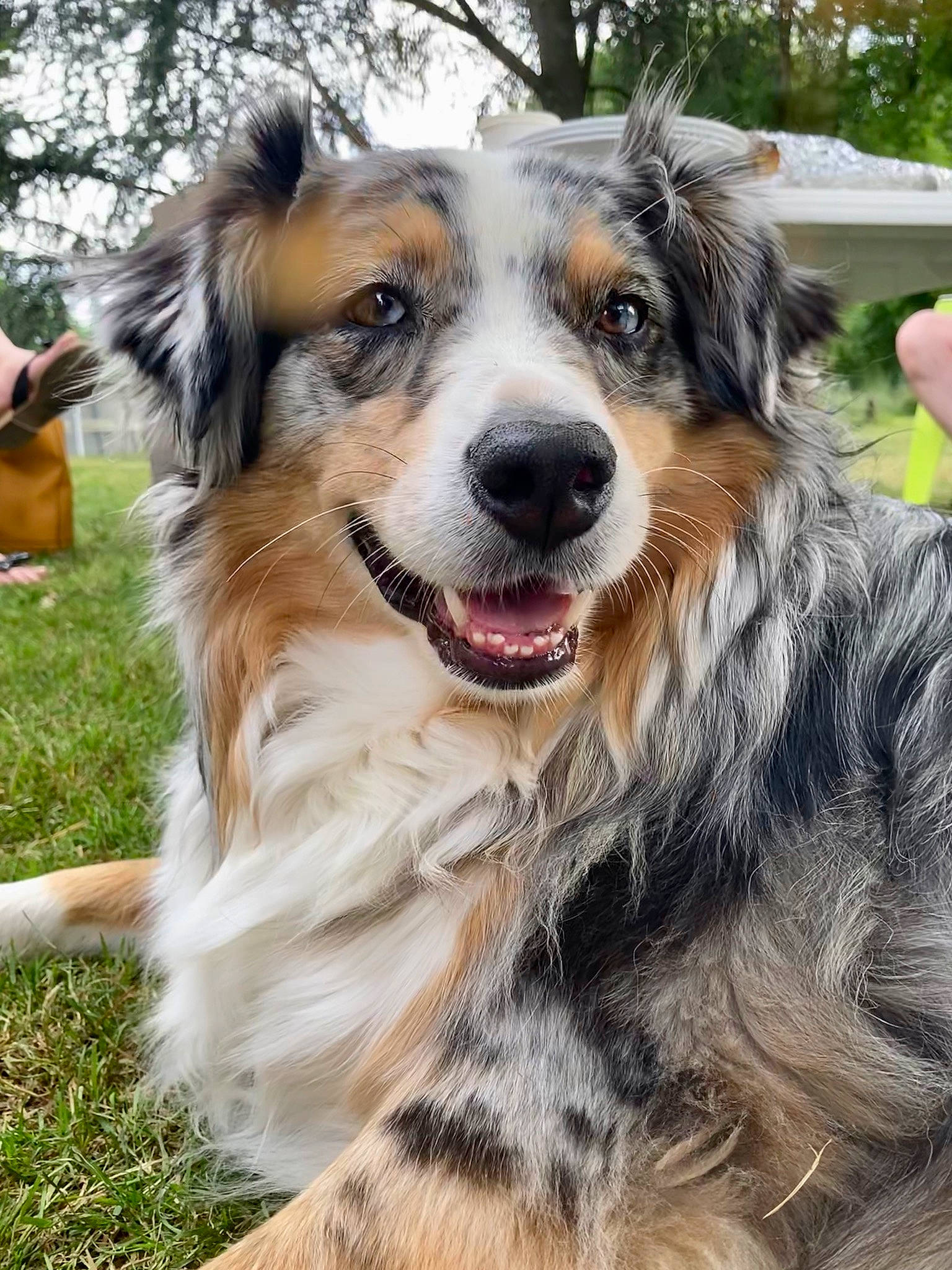 Jessy Lou participe au concours pour gagner de l'argent avec cette photo : australian_cattle_dog, australian_collie, australian_shepherd, basque_shepherd_dog, border_collie, canidae, carnivore, companion_dog, dog, dog_breed, english_shepherd, herding_dog, mammal, miniature_australian_shepherd, rare_breed_dog, snout, sporting_group, vertebrate, welsh_sheepdog, working_dog