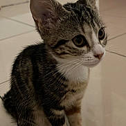 Thaia a rejoint le concours — aidez-le/la à gagner de superbes lots ! kitten, cat, tabby, pet, animal, fur, whiskers, ears, paws, floor, tile, indoor, cute, young, domestic, feline, sitting, curious, small, mammal