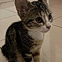 kitten, cat, tabby, pet, animal, fur, whiskers, ears, paws, floor, tile, indoor, cute, young, domestic, feline, sitting, curious, small, mammal