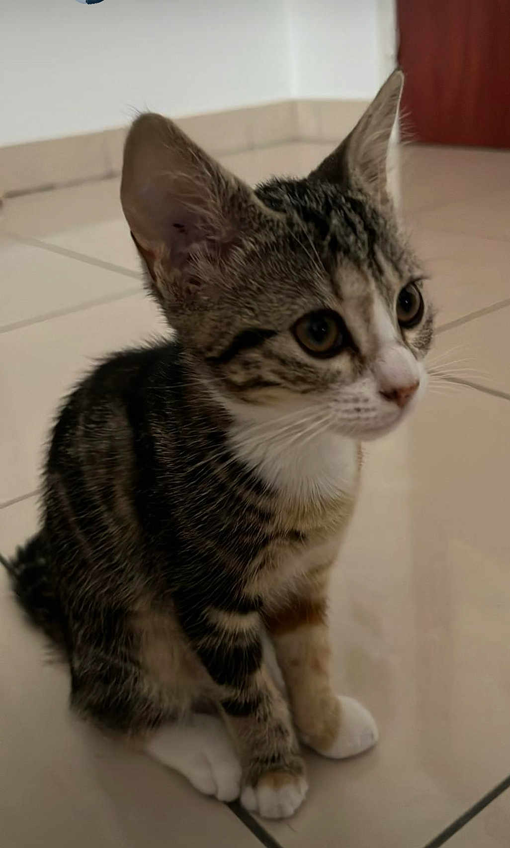Thaia a rejoint le concours — aidez-le/la à gagner de superbes lots ! kitten, cat, tabby, pet, animal, fur, whiskers, ears, paws, floor, tile, indoor, cute, young, domestic, feline, sitting, curious, small, mammal
