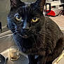 cat, black_cat, kitchen, sink, curious, pet, animal, yellow_eyes, countertop, appliance, domestic, feline, closeup, indoor, portrait, whiskers, ears, paws, curious_look, household