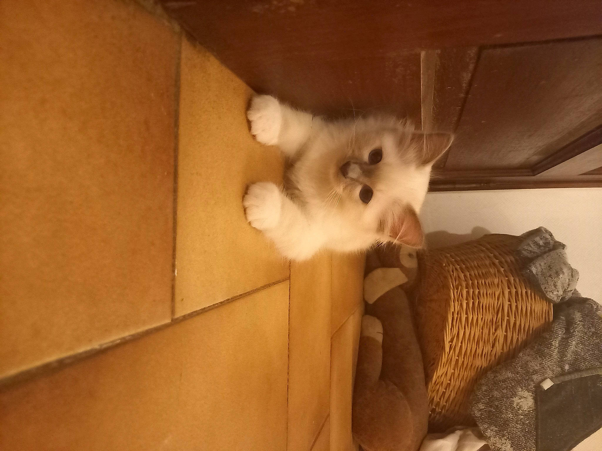 Siegfried a rejoint le concours — aidez-le/la à gagner de superbes lots ! balinese, box, carnivore, cat, comfort, domestic_short_haired_cat, fawn, felidae, flooring, fur, paw, room, shipping_box, small_to_medium_sized_cats, snout, tail, thai, vertebrate, whiskers, wood