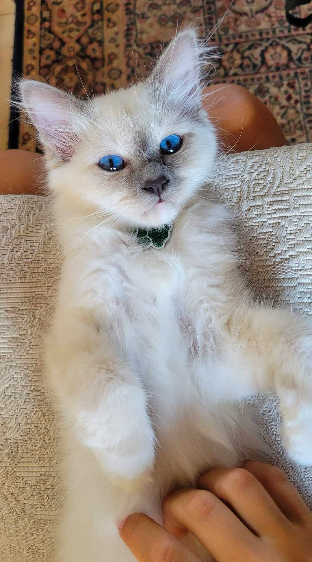 Siegfried a rejoint le concours — aidez-le/la à gagner de superbes lots ! balinese, birman, carnivore, cat, claw, domestic_short_haired_cat, electric_blue, fawn, felidae, fur, iris, paw, small_to_medium_sized_cats, snout, tail, terrestrial_animal, thai, tonkinese, whiskers