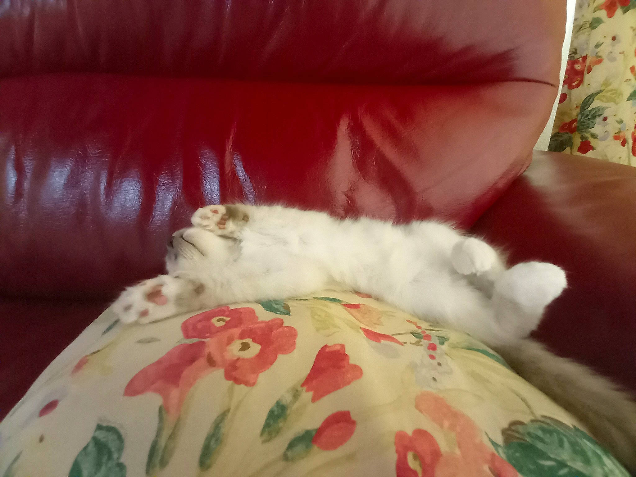 Siegfried a rejoint le concours — aidez-le/la à gagner de superbes lots ! bed_sheet, bedding, carnivore, cat, comfort, couch, domestic_short_haired_cat, felidae, foot, fur, hardwood, human_leg, linens, paw, room, small_to_medium_sized_cats, tail, textile, whiskers, wood