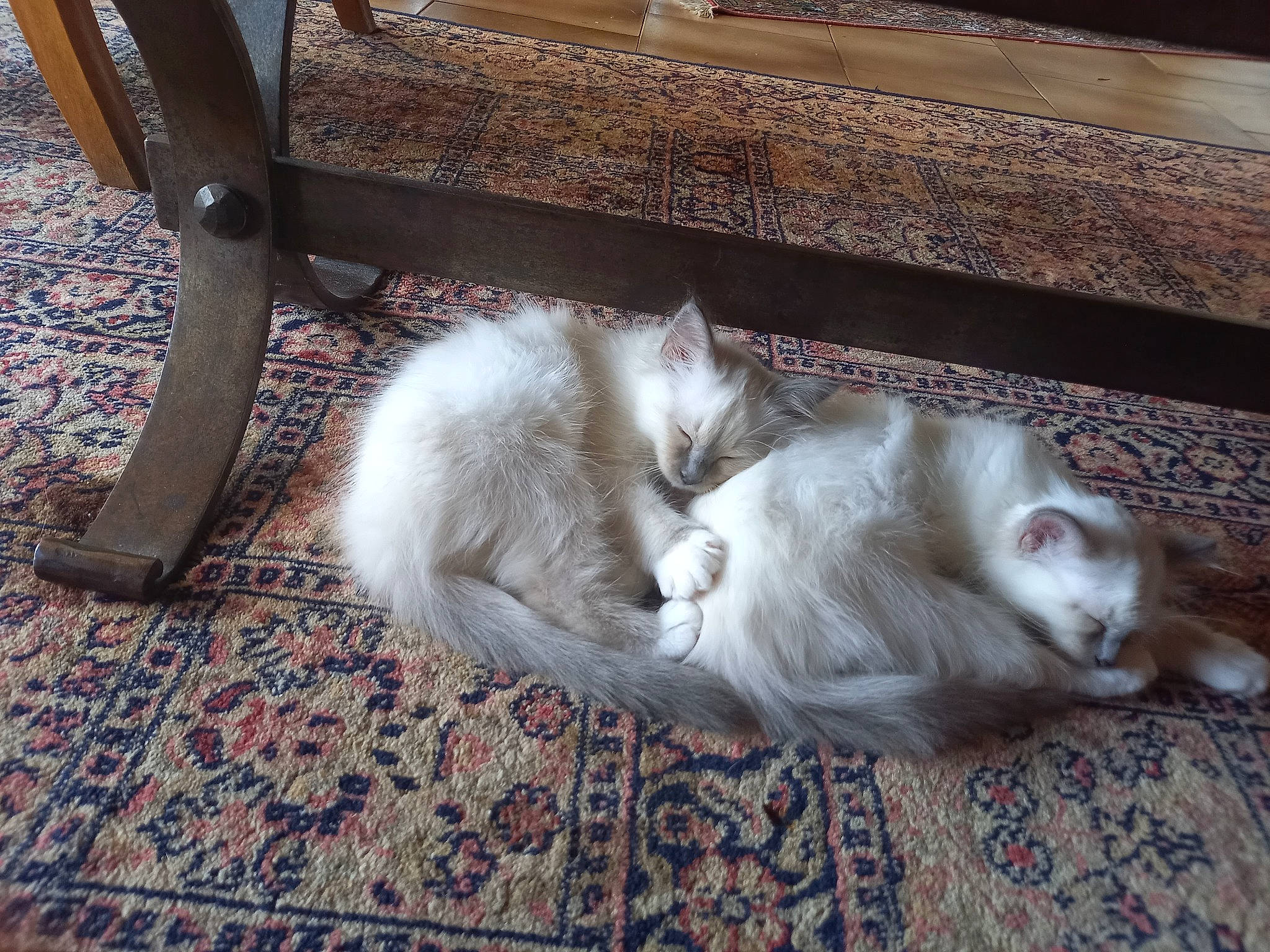 Siegfried a rejoint le concours — aidez-le/la à gagner de superbes lots ! carnivore, cat, comfort, domestic_short_haired_cat, fawn, felidae, flooring, fur, grey, hardwood, paw, small_to_medium_sized_cats, tail, whiskers, wood