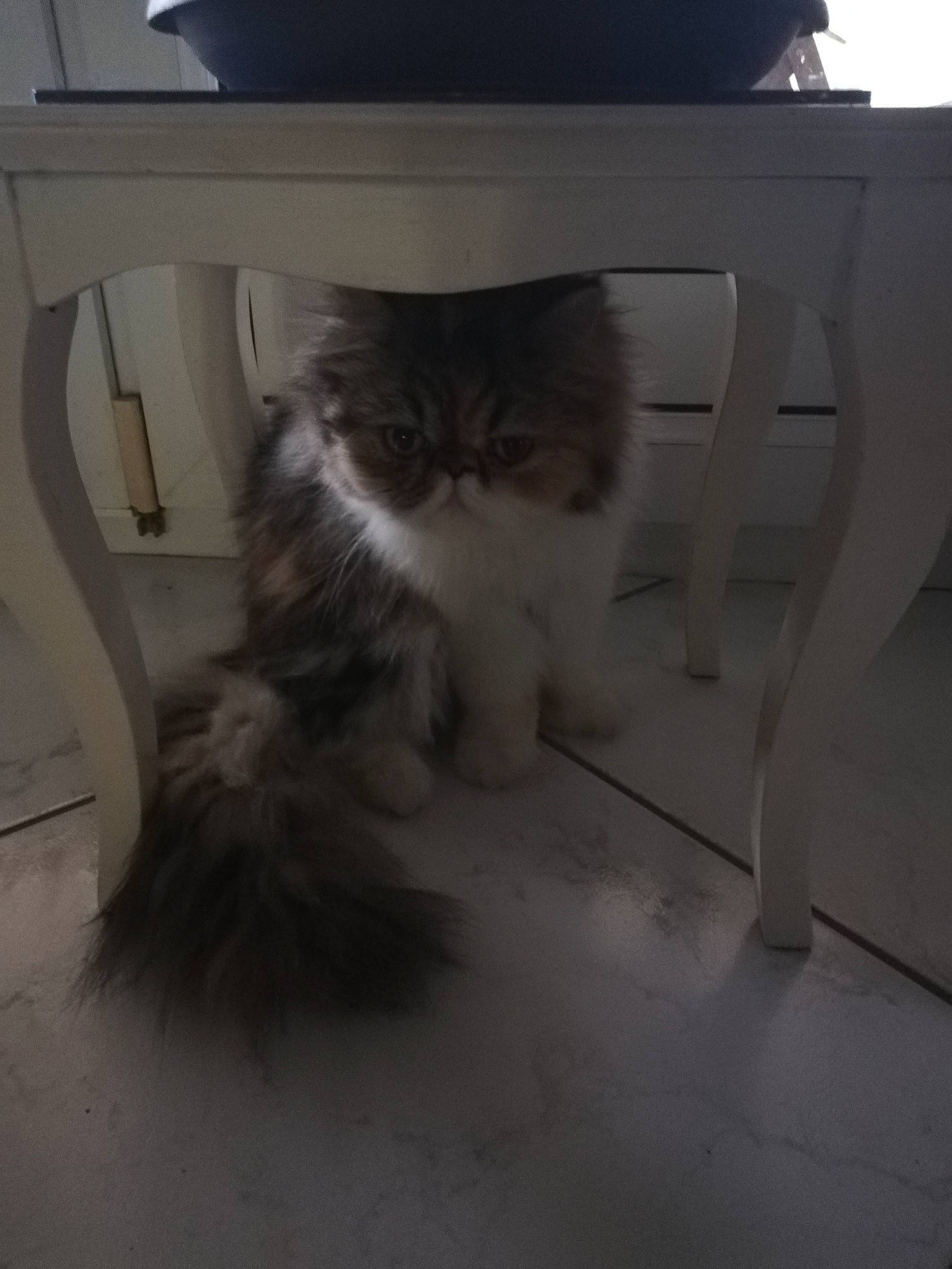 Paloma participe au concours pour gagner de l'argent avec cette photo : british_semi_longhair, carnivore, cat, domestic_long_haired_cat, european_shorthair, eye, felidae, floor, fur, kitten, maine_coon, norwegian_forest_cat, persian, photography, polydactyl_cat, siberian, small_to_medium_sized_cats, tabby_cat, tail, whiskers