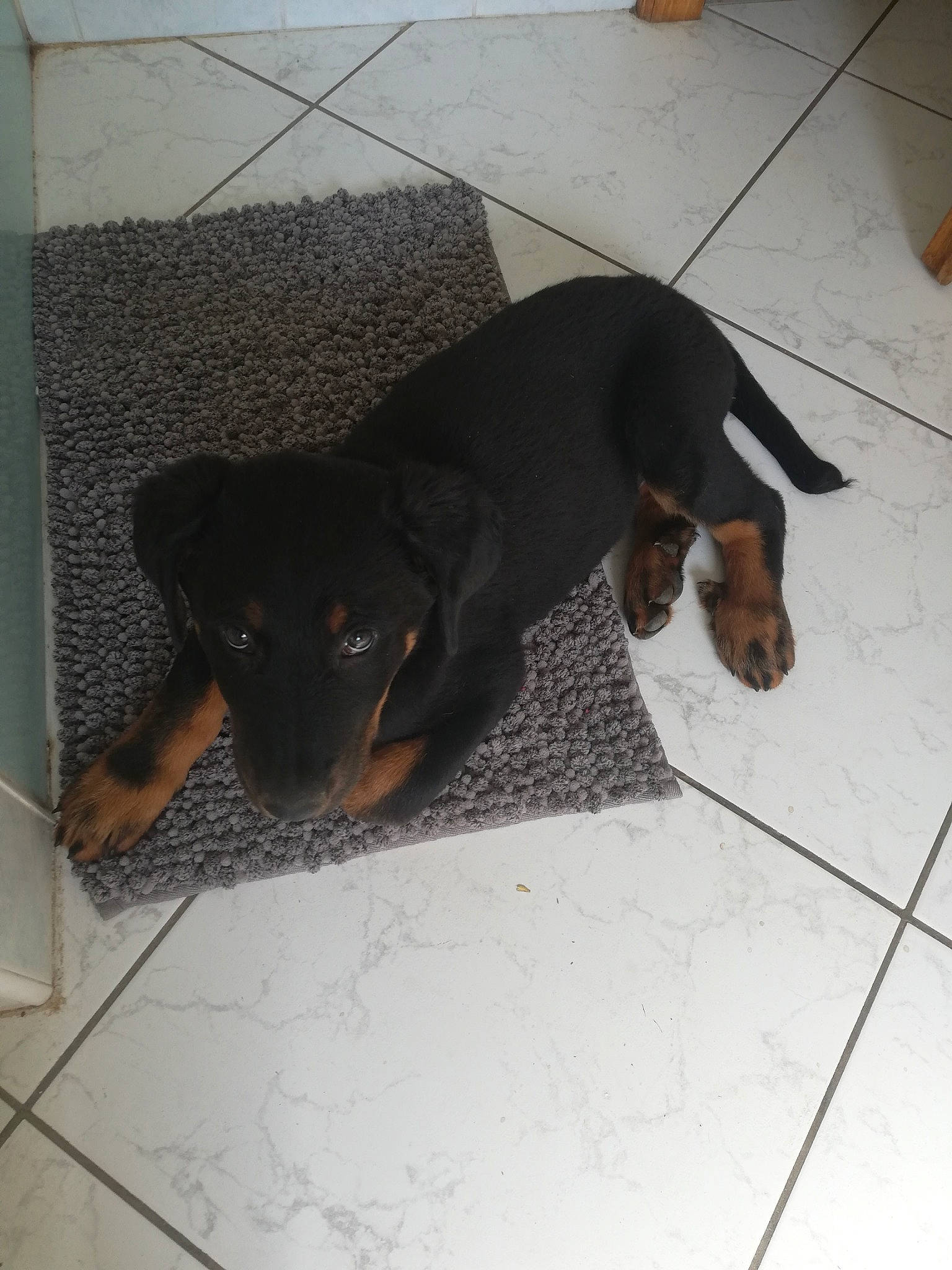 Rock participe au concours pour gagner de l'argent avec cette photo : beauceron, canidae, carnivore, dobermann, dog, dog_breed, fawn, guard_dog, hellenikos_ichnilatis, huntaway, hunting_dog, jagdterrier, mammal, manchester_terrier, rottweiler, smaland_hound, tail, transylvanian_hound, vertebrate, working_dog