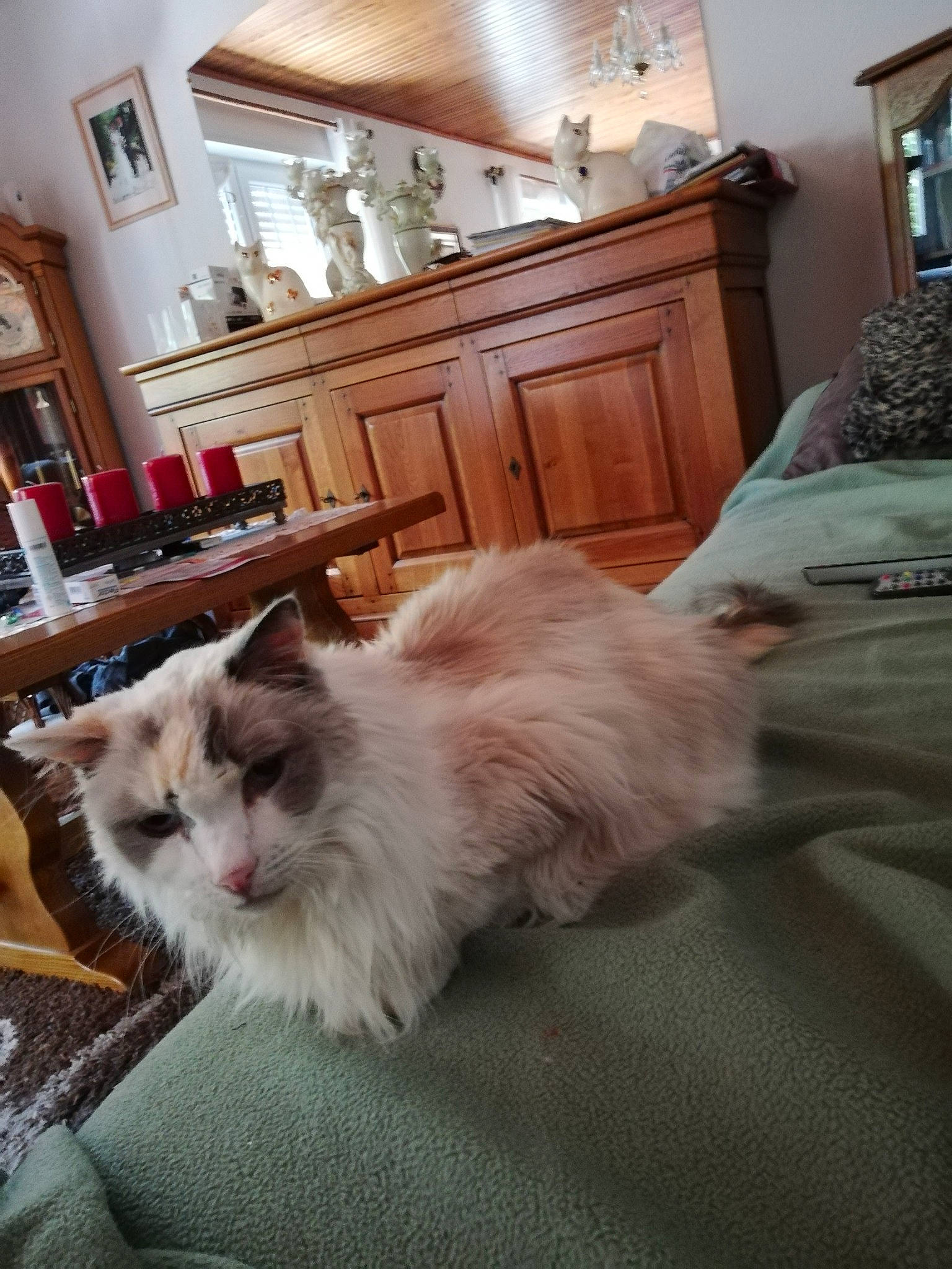 Elisa a rejoint le concours — aidez-le/la à gagner de superbes lots ! carnivore, cat, domestic_long_haired_cat, fawn, felidae, floor, flooring, fur, hardwood, maine_coon, mammal, norwegian_forest_cat, persian, ragamuffin, ragdoll, small_to_medium_sized_cats, tail, turkish_van, whiskers, wood