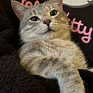 Gary joined the competition — help win amazing prizes! cat, tabby_cat, fur, pet, animal, whiskers, ears, blanket, soft, cozy, indoor, closeup, portrait, pink_text, hello_kitty, relaxed, cute, feline, comfort, resting
