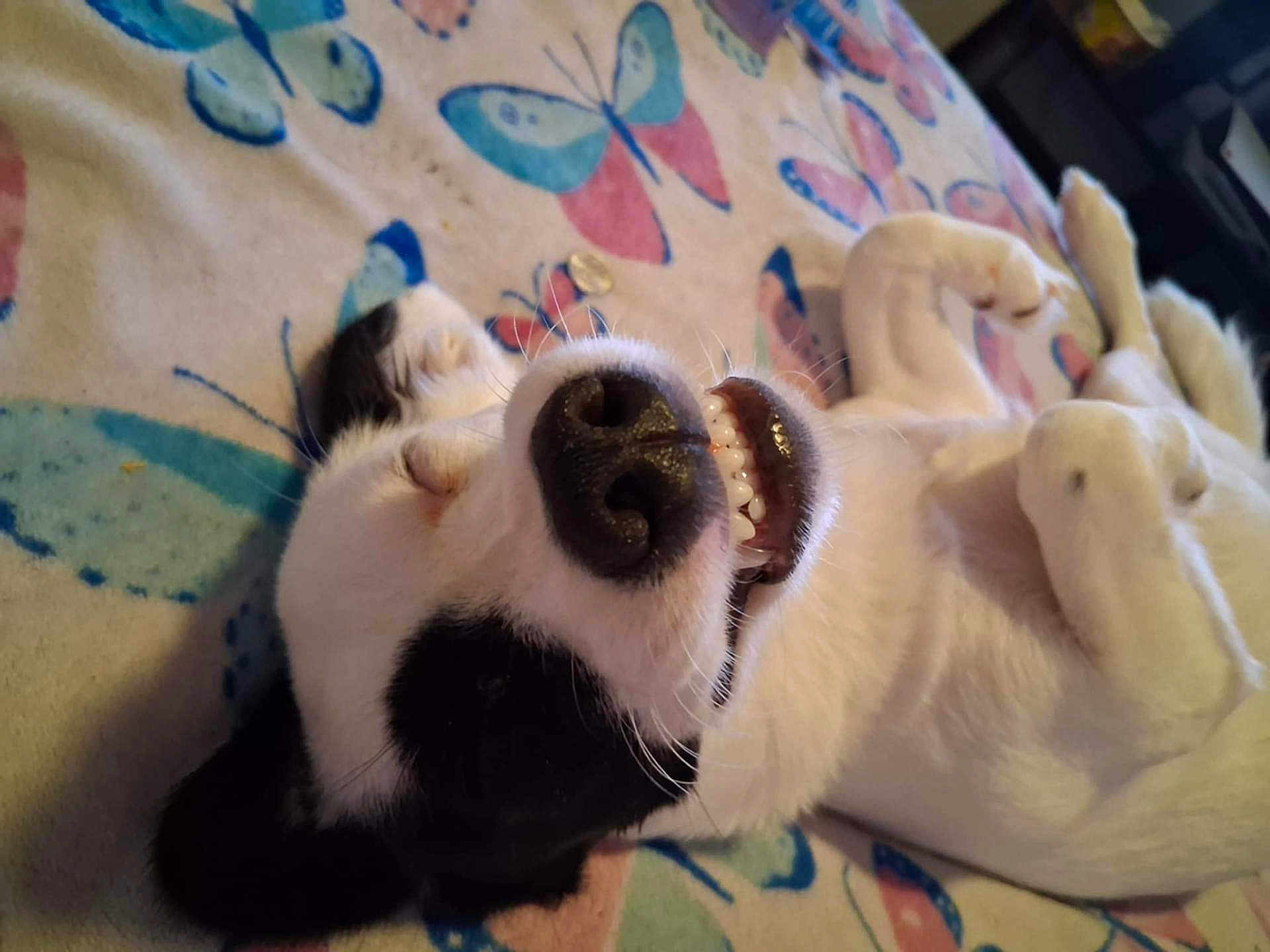 Zoey