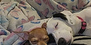Zoey joined the competition — help win amazing prizes! dog, sleeping, cozy, blanket, cute, pet, animal, cuddle, resting, indoor, brown_dog, white_dog, black_spots, close_up, companion, napping, calm, relaxation, domestic, friendship