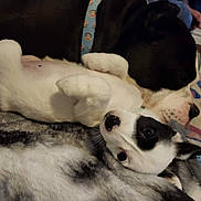 Zoey joined the competition — help win amazing prizes! dog, puppy, black_and_white, snuggling, blanket, indoor, resting, cute, fur, lying_down, pet, animal, collar, floor, carpet, cozy, close_up, young_dog, companion, relaxed