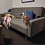 dog, small_dog, couch, living_room, blanket, pillow, painting, carpet, furniture, pet, indoor, brown_dog, white_dog, accessory, chain, bow_tie, standing, two_dogs, home, cozy