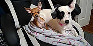 Princess joined the competition — help win amazing prizes! animal, black_and_white_dog, blanket, chair, chihuahua, companion, cozy, curious, cute, dog, door, ears, floor, gaming_chair, indoor, medium_dog, pet, relaxed, small_dog, tan_dog