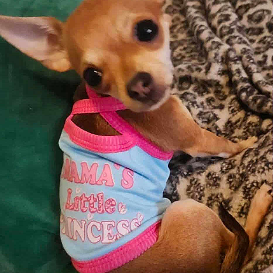 Princess joined the competition — help win amazing prizes! animal, blanket, blue, brown_dog, chihuahua, cozy, cute, dog, ears, fabric, furry, indoor, looking_back, nose, pattern, pet_clothing, pink, resting, small_dog, toy