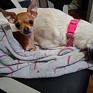 Princess joined the competition — help win amazing prizes! animal, black_and_white, blanket, brown, chair, chihuahua, companion, cozy, cute, dog, fur, indoors, large_dog, pet, pink_collar, resting, sleeping, small_dog, snuggling, two_dogs