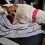 animal, black_and_white, blanket, brown, chair, chihuahua, companion, cozy, cute, dog, fur, indoors, large_dog, pet, pink_collar, resting, sleeping, small_dog, snuggling, two_dogs
