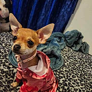 Princess is registered to the contest to win money with this photo: dog, chihuahua, clothing, hoodie, pet, small_dog, bed, blanket, pattern, leopard_print, blue_curtain, indoor, animal, canine, fur, ears, collar, cute, sitting, companion