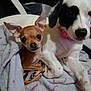 Princess is registered to the contest to win money with this photo: animal, black, blanket, brown, chair, collar, companion, cozy, cute, dog, ears, fur, indoor, large_dog, pet, puppy, resting, small_dog, snuggling, white